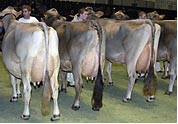 Brown Swiss cows